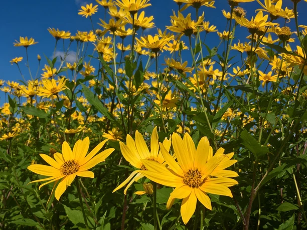 Blumen Bauernhof Erz