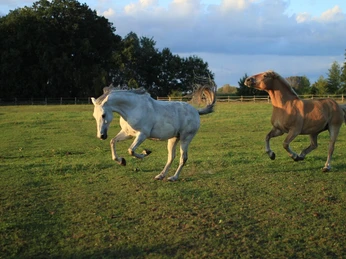 Pferde auf der Koppel