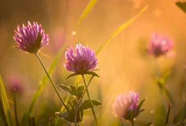 Natur im Seenland Oder-Spree