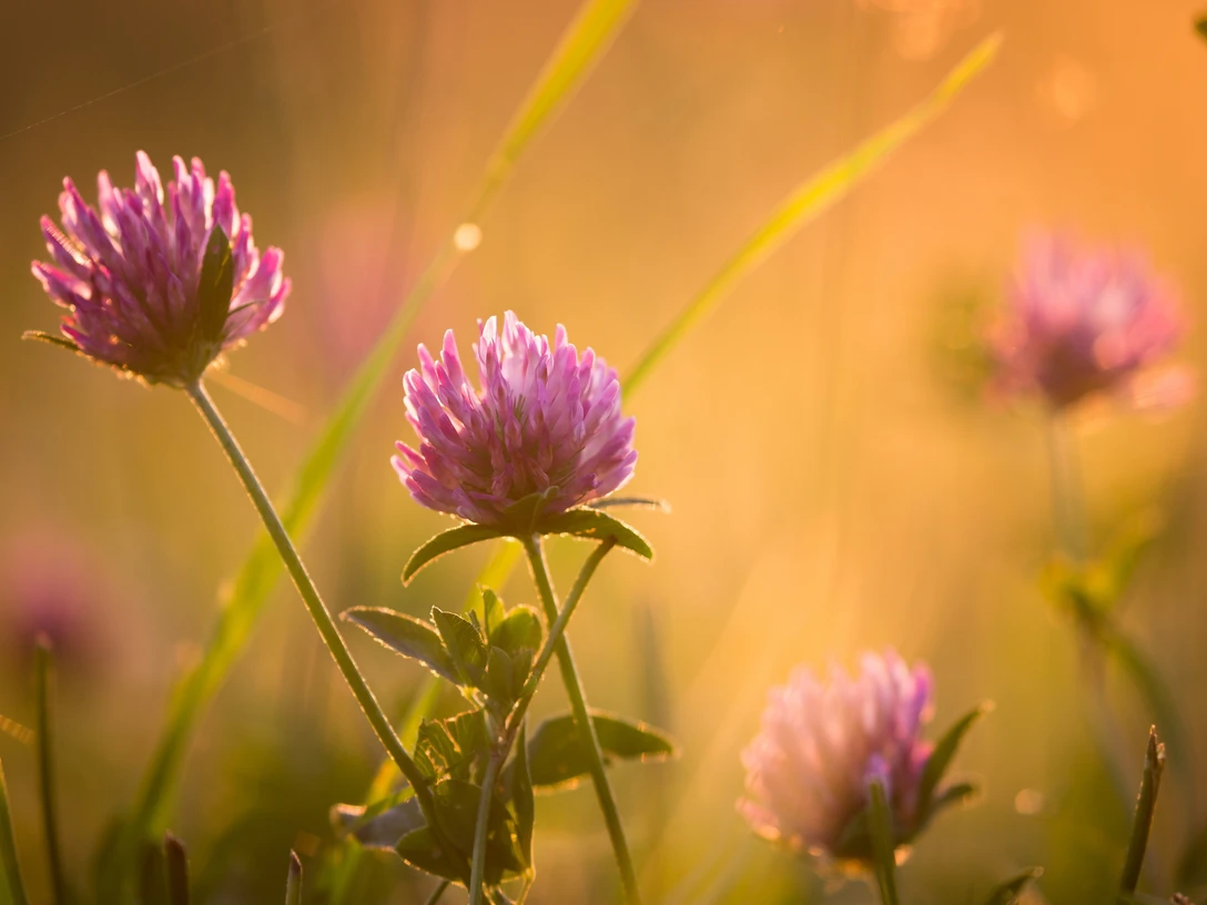 Natur im Seenland Oder-Spree