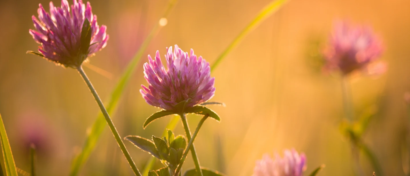 Natur im Seenland Oder-Spree