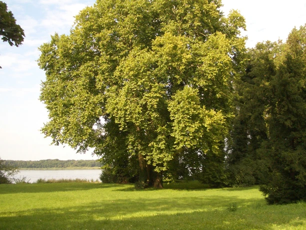 Schlosspark rund um das Schloss Caputh