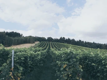 Foto: Winzerhof Werder