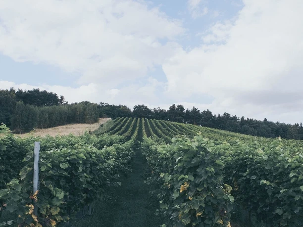 Foto: Winzerhof Werder