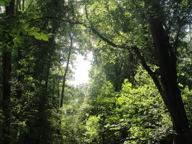 Grüne Idylle am Schwielochsee, Fot: TEG