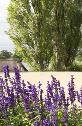 Blütenmeer am Heiligen See in Potsdam