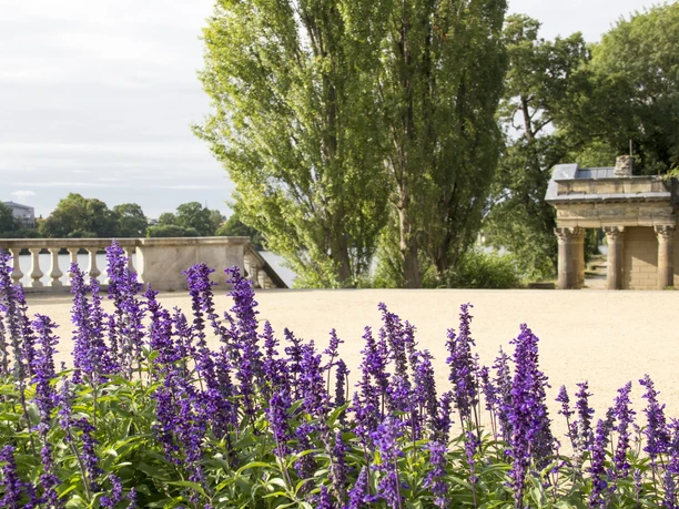Blütenmeer am Heiligen See in Potsdam