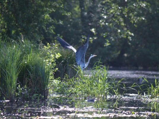 Kranich auf der Löcknitz bei Fangschleuse
