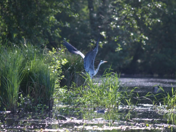 Kranich auf der Löcknitz bei Fangschleuse