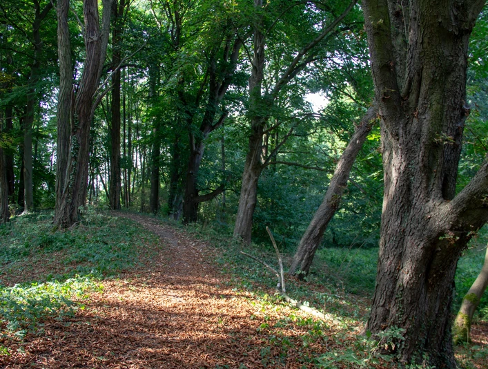 Wandern auf dem Burgwall