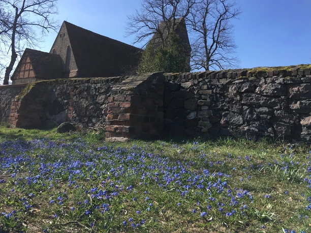 Blausternchen an der Dorfkirche Blankensee