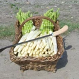 Spargel