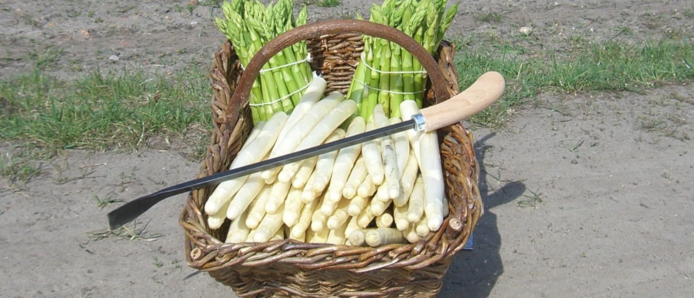 Spargel