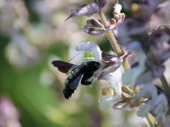 Schwarzblaue Holzbiene (Xylocopa violacea)