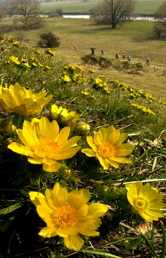 Adonisröschen, Oderhänge bei Lebus, Foto Johann Müller