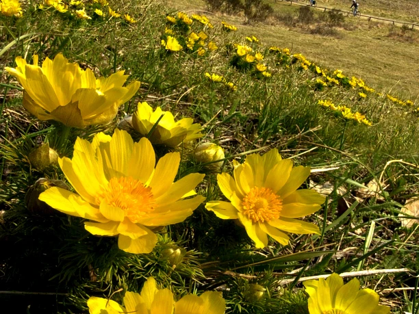 Adonisröschen, Oderhänge bei Lebus, Foto Johann Müller