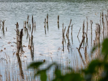 Katjasee mit Blick auf Schilf
