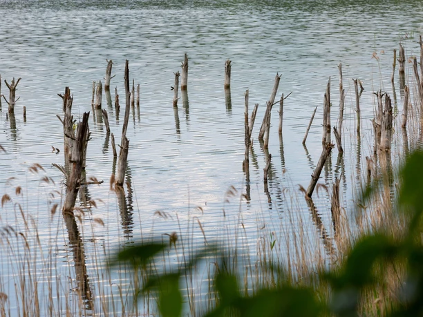 Katjasee mit Blick auf Schilf