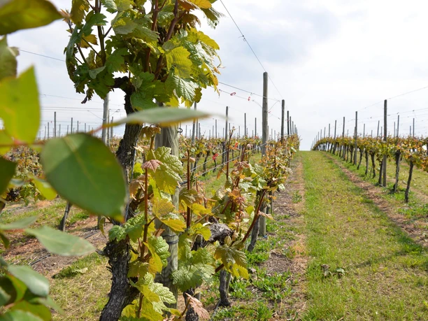 Weinberge auf dem Wachtelberg
