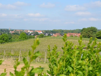 Ausblick vom Wachtelberg