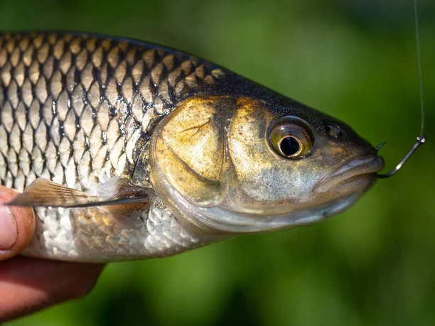 Döbel
