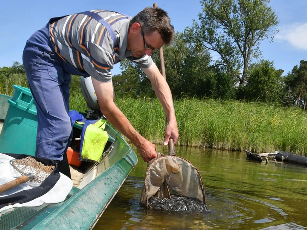 Fischereibetrieb Michael Betge, Plaue
