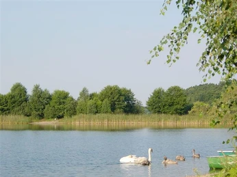 Pinnower See Schwan