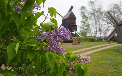 Beelitzer Bockwindmühle im Frühling