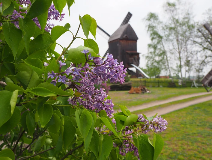 Beelitzer Bockwindmühle im Frühling