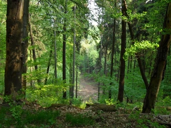 Oderlandweg, Falkenberg Kammweg
