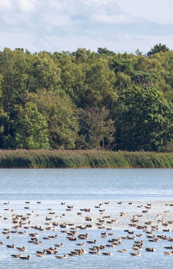 Altfriedländer Teiche