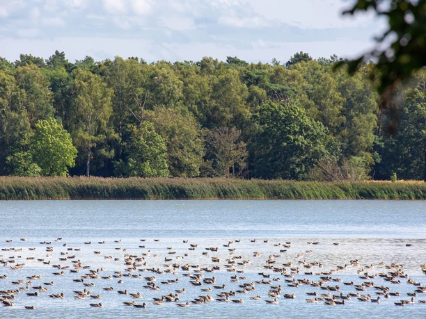 Altfriedländer Teiche