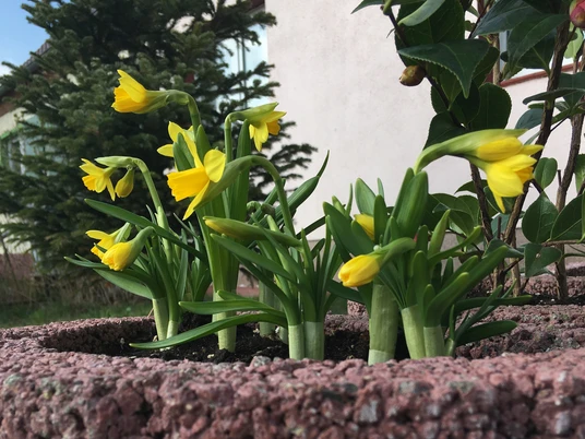 Frühlingsboten im Hofcafé