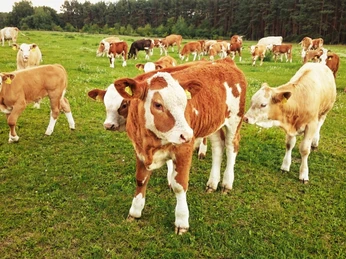 Rinder auf der Weide