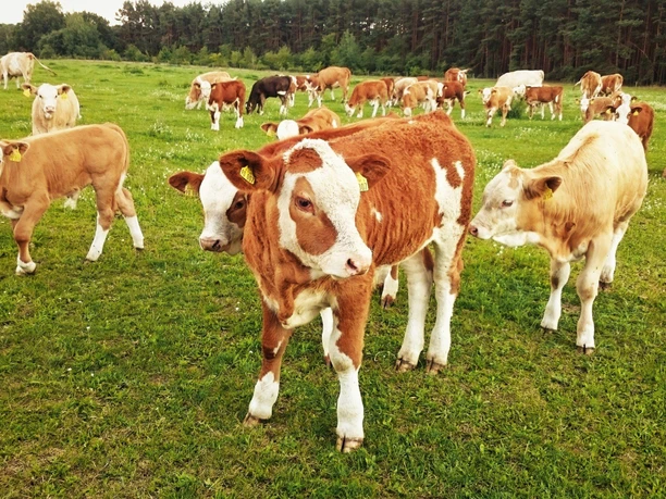 Rinder auf der Weide