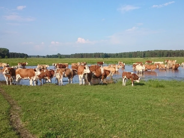 Weiderinder in Rieben