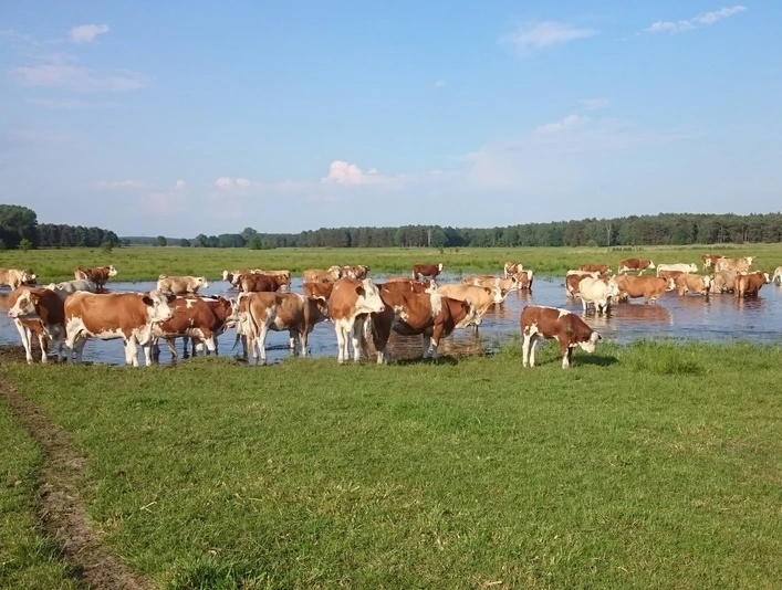 Weiderinder in Rieben