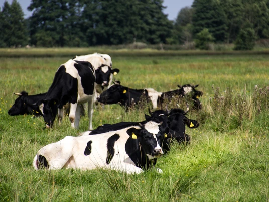 Kühe auf der Weide
