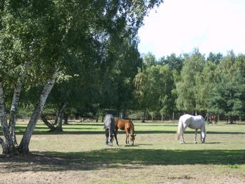 Reiterhof "Zum faulen Hund"