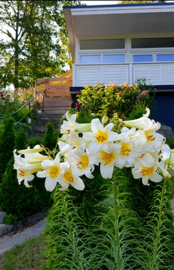 Zugangstreppe zum Ferienhaus