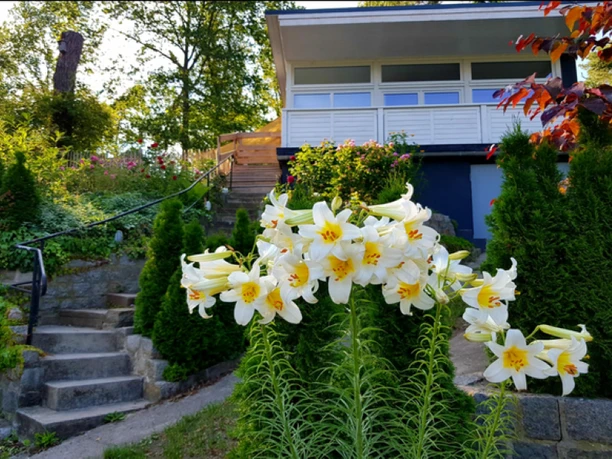 Zugangstreppe zum Ferienhaus