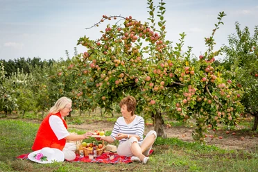 Picknick unterm Apfelbaum