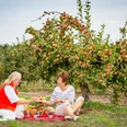 Picknick unterm Apfelbaum