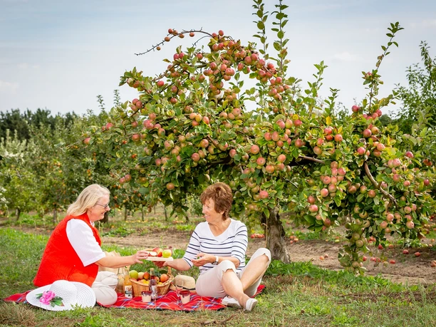 Picknick unterm Apfelbaum