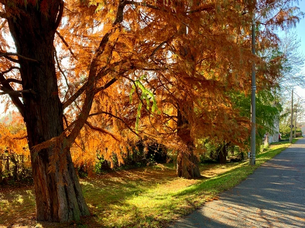 Sumpfzypressen im Herbst