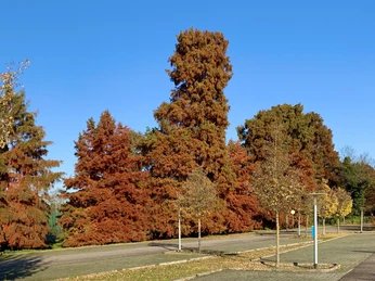 Sumpfzypressen im Herbst