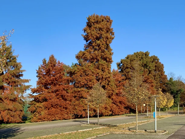 Sumpfzypressen im Herbst