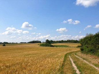 Feldweg im Oderbruch