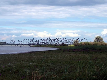 Vogelzug im Havelland