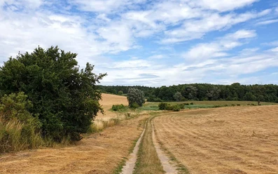 Feldweg bei Wittenberg